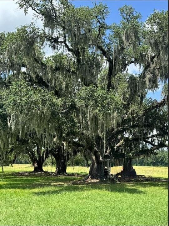 68.89 acres in Texas County gallery image 2