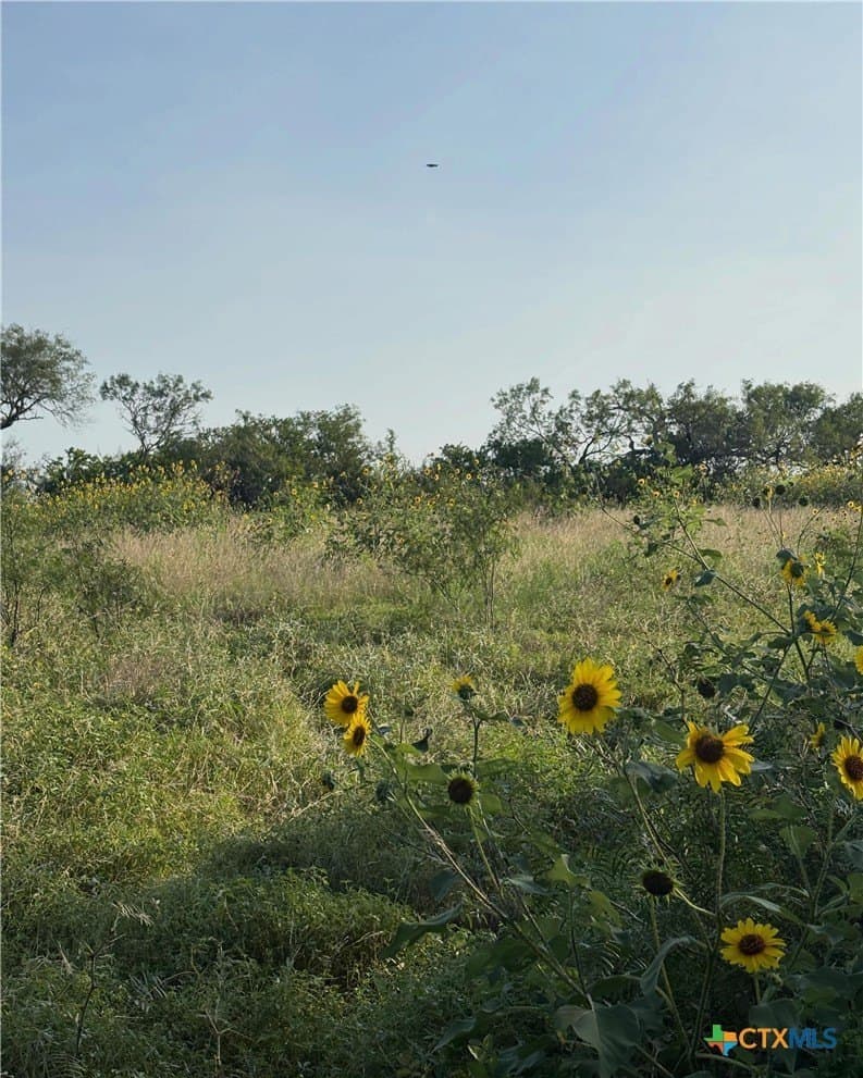 75 acres in Guadalupe County gallery image 3