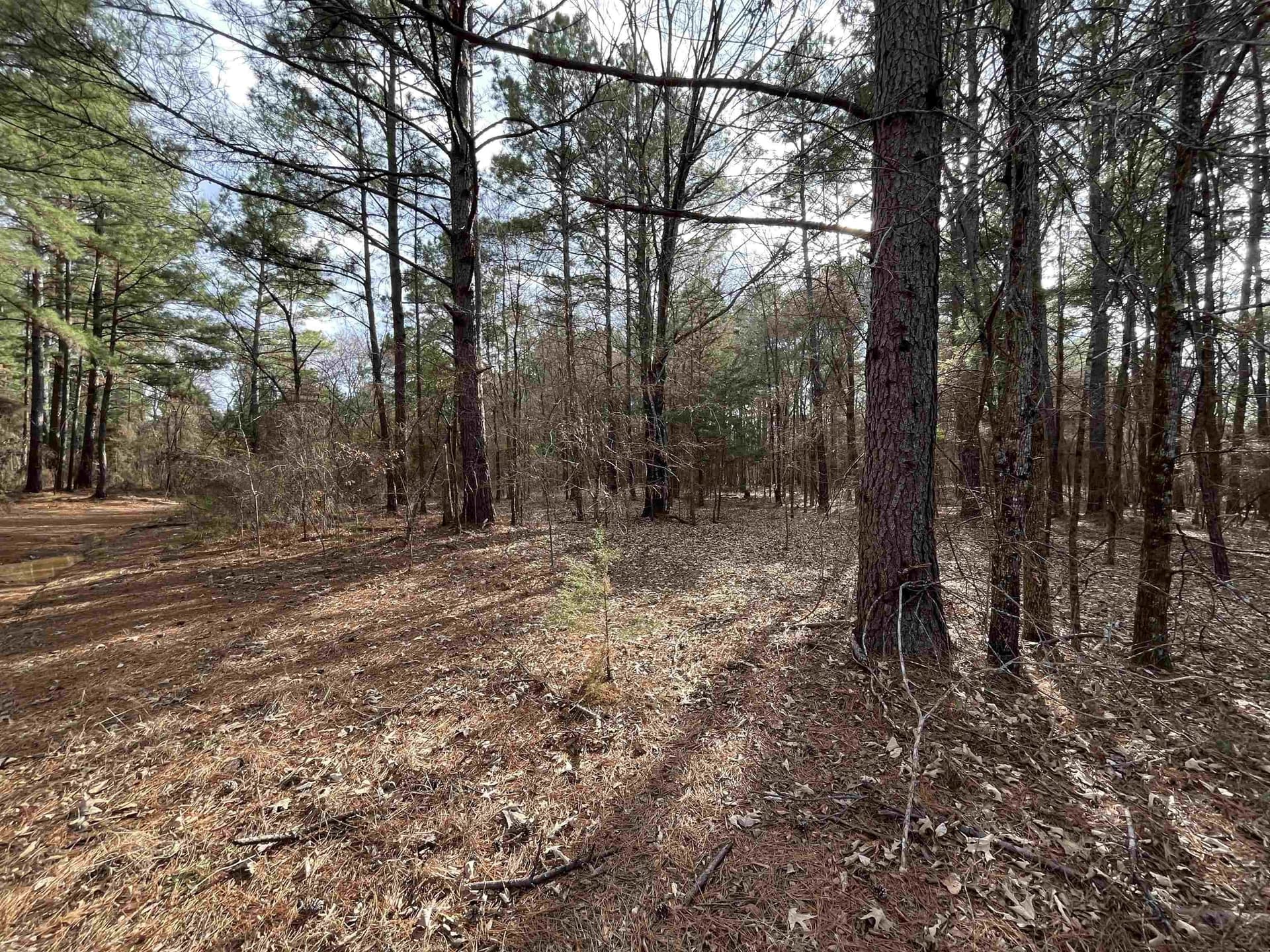 10.1 acres in Gregg County - photo 3