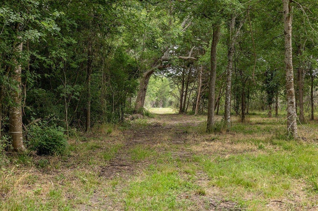 71 acres in Austin County