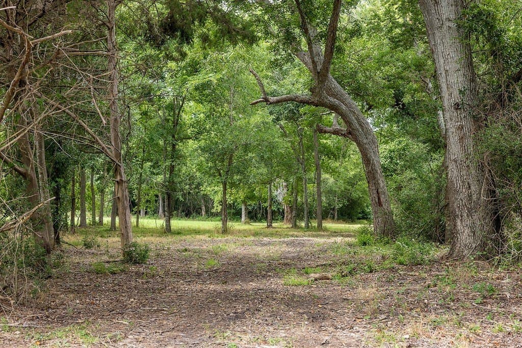 71 acres in Austin County featured view