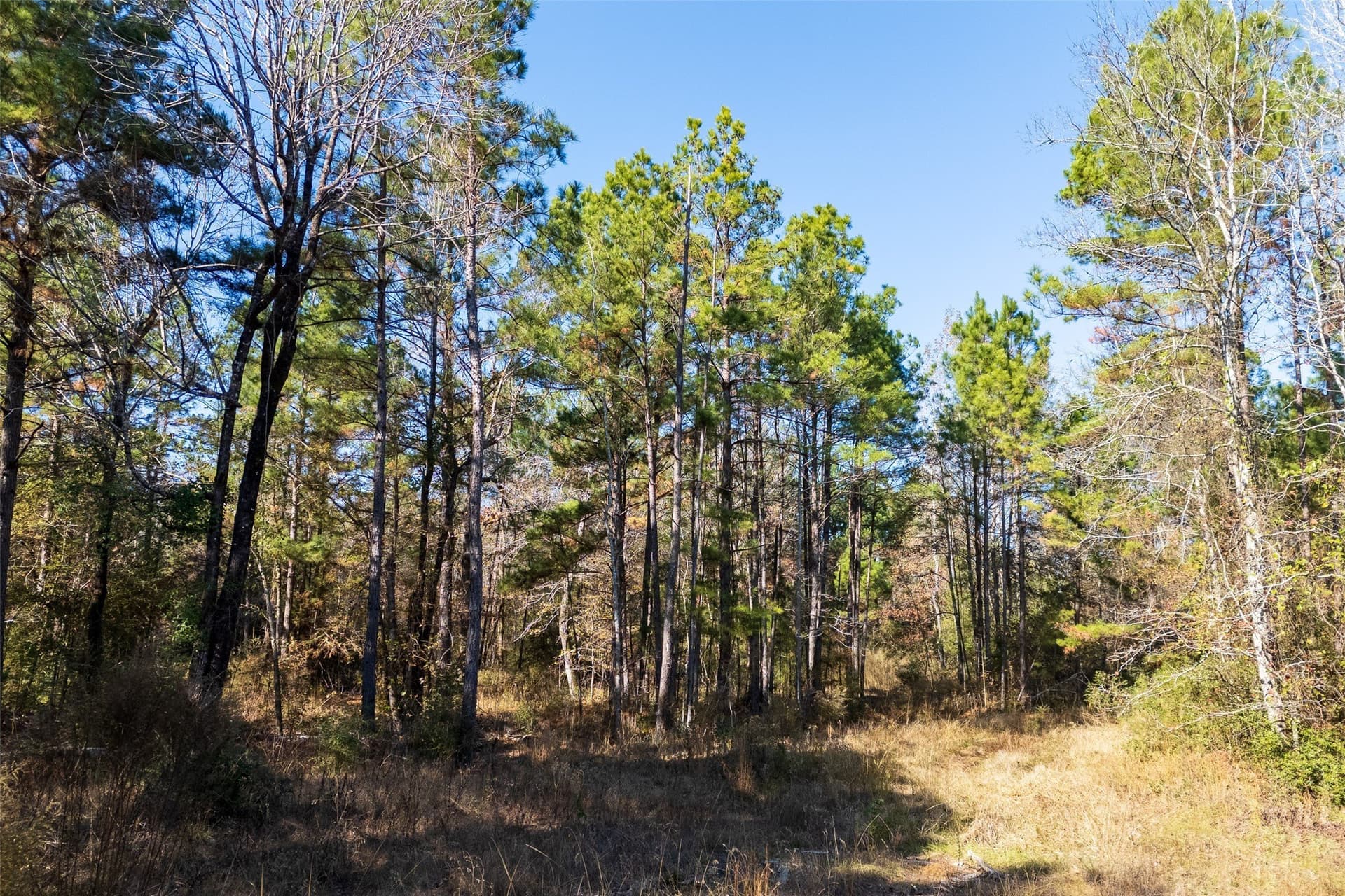 51.5 acres in Houston County - photo 14