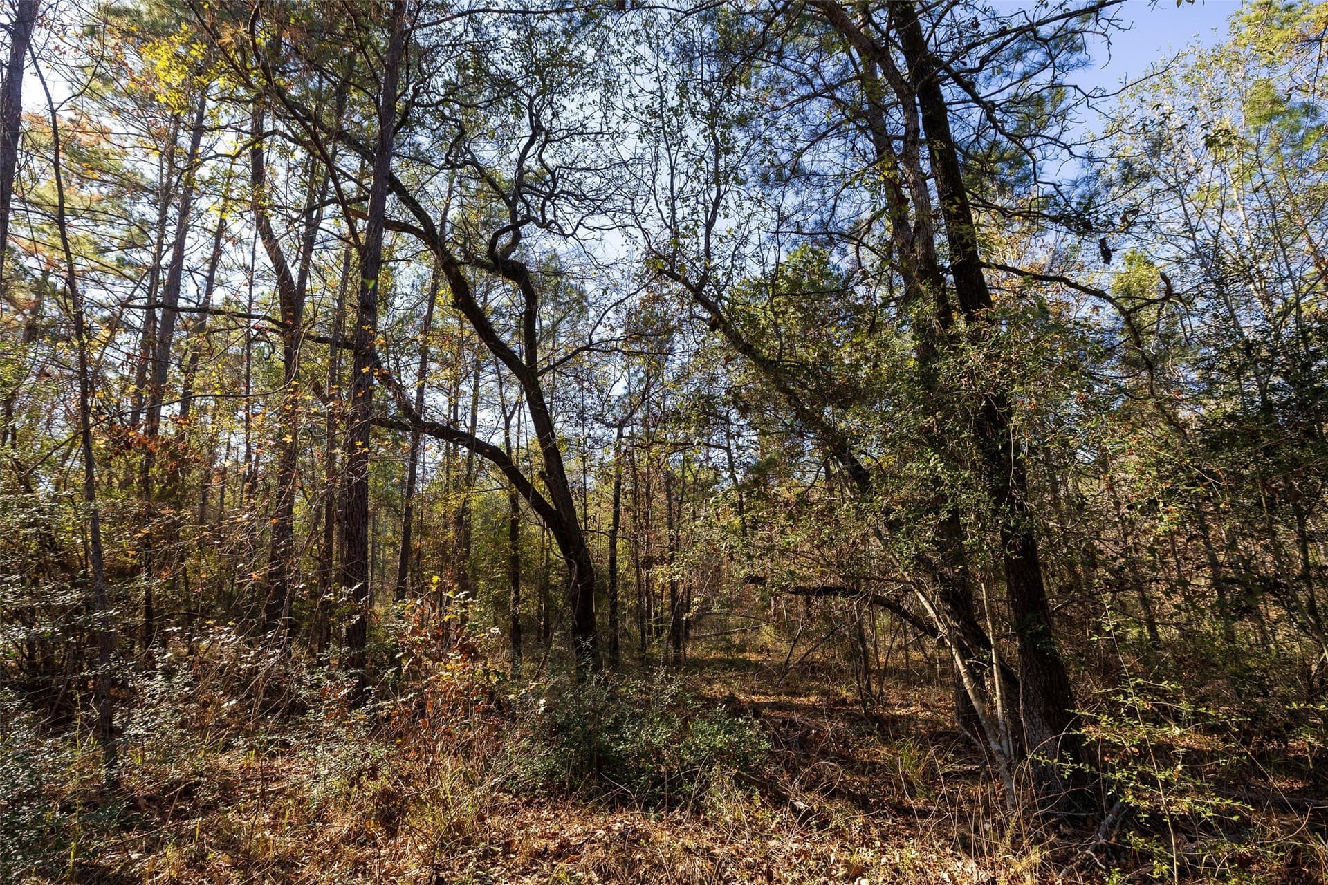 51.5 acres in Houston County - photo 16