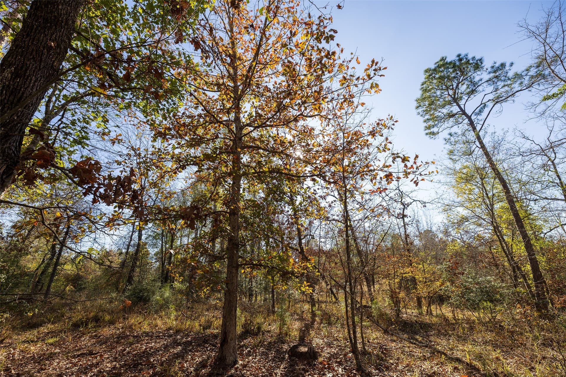 51.5 acres in Houston County - photo 7