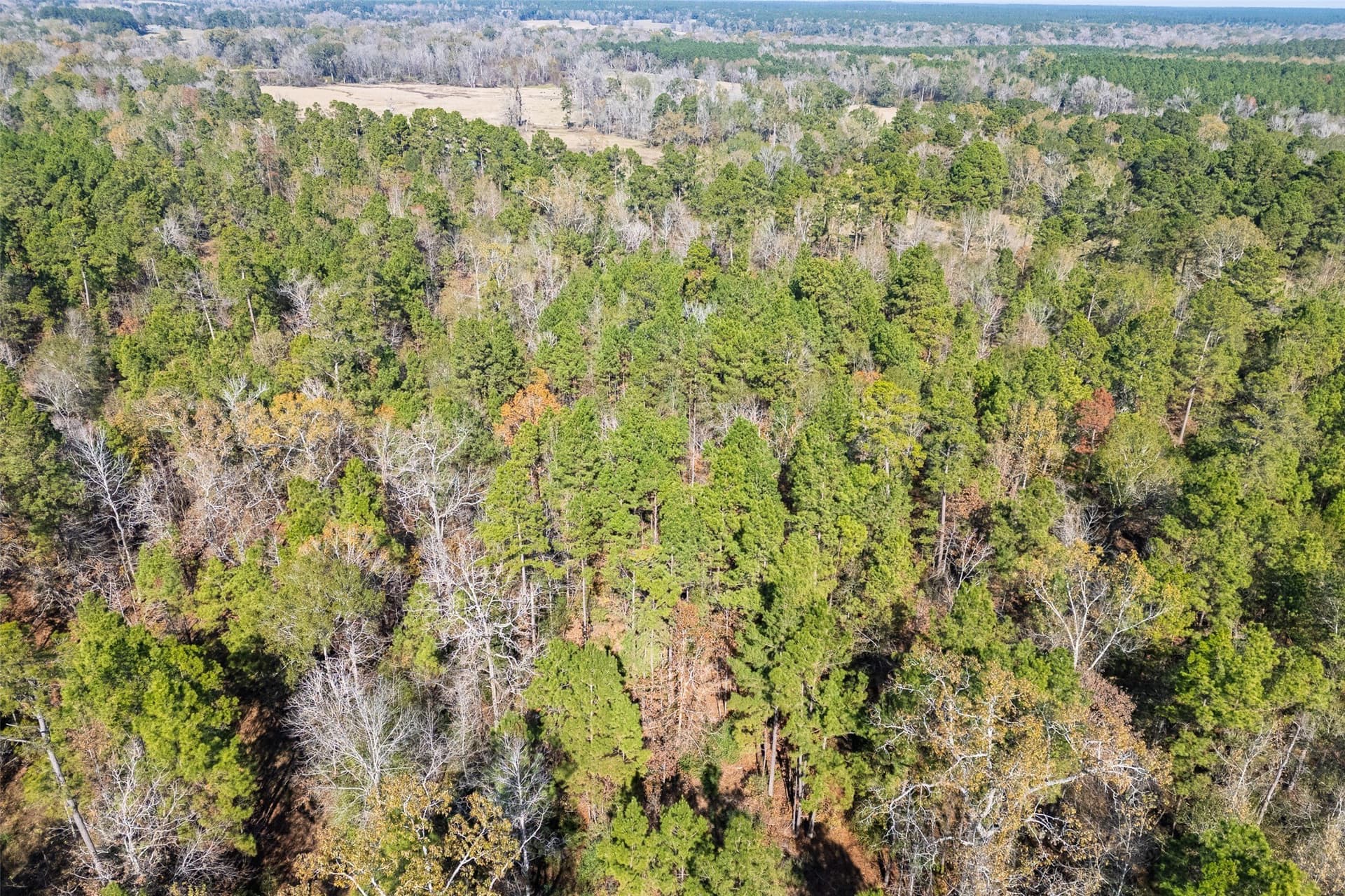 51.5 acres in Houston County - photo 24