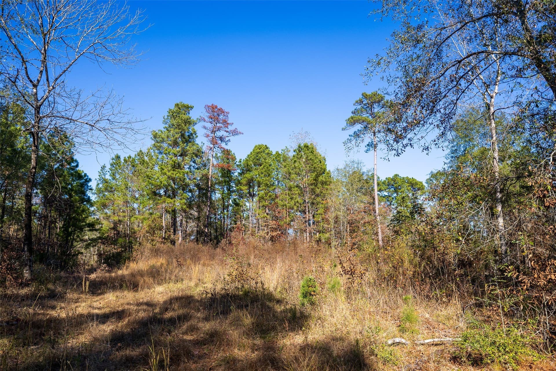 51.5 acres in Houston County - photo 9
