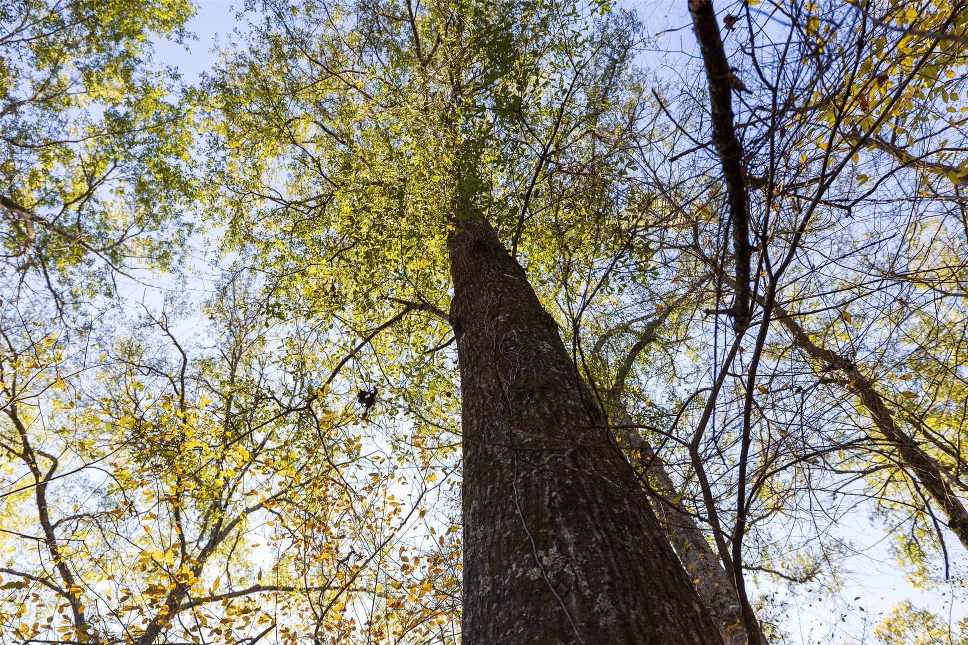 51.5 acres in Houston County - photo 6
