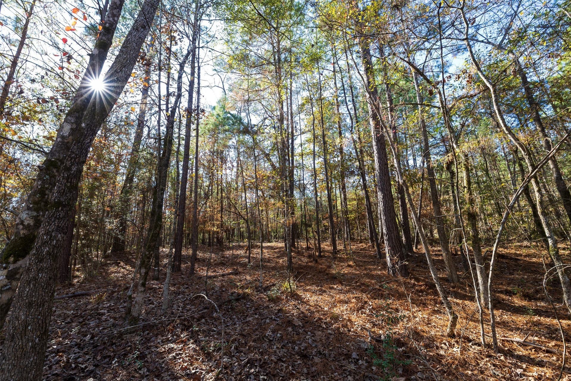 51.5 acres in Houston County - photo 10