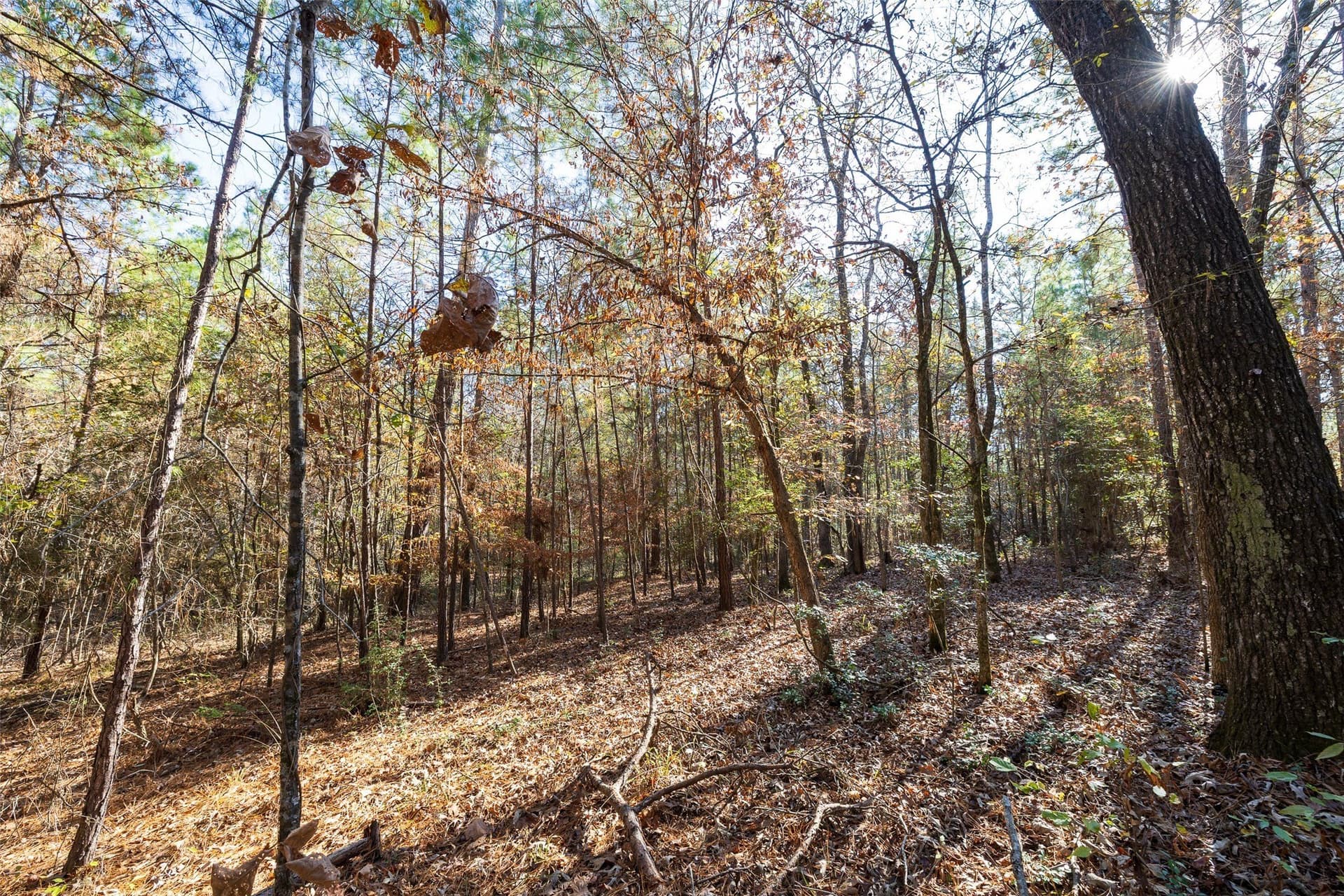 51.5 acres in Houston County - photo 11