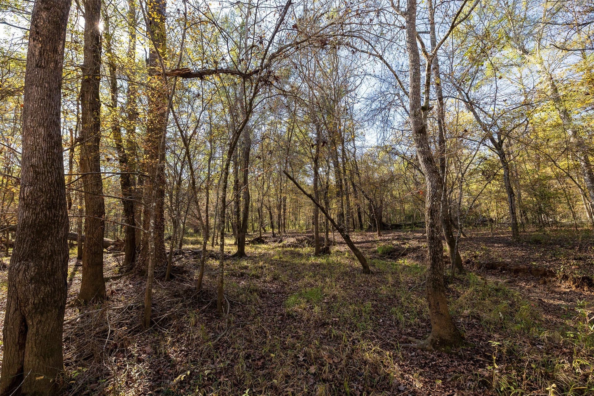 51.5 acres in Houston County - photo 3