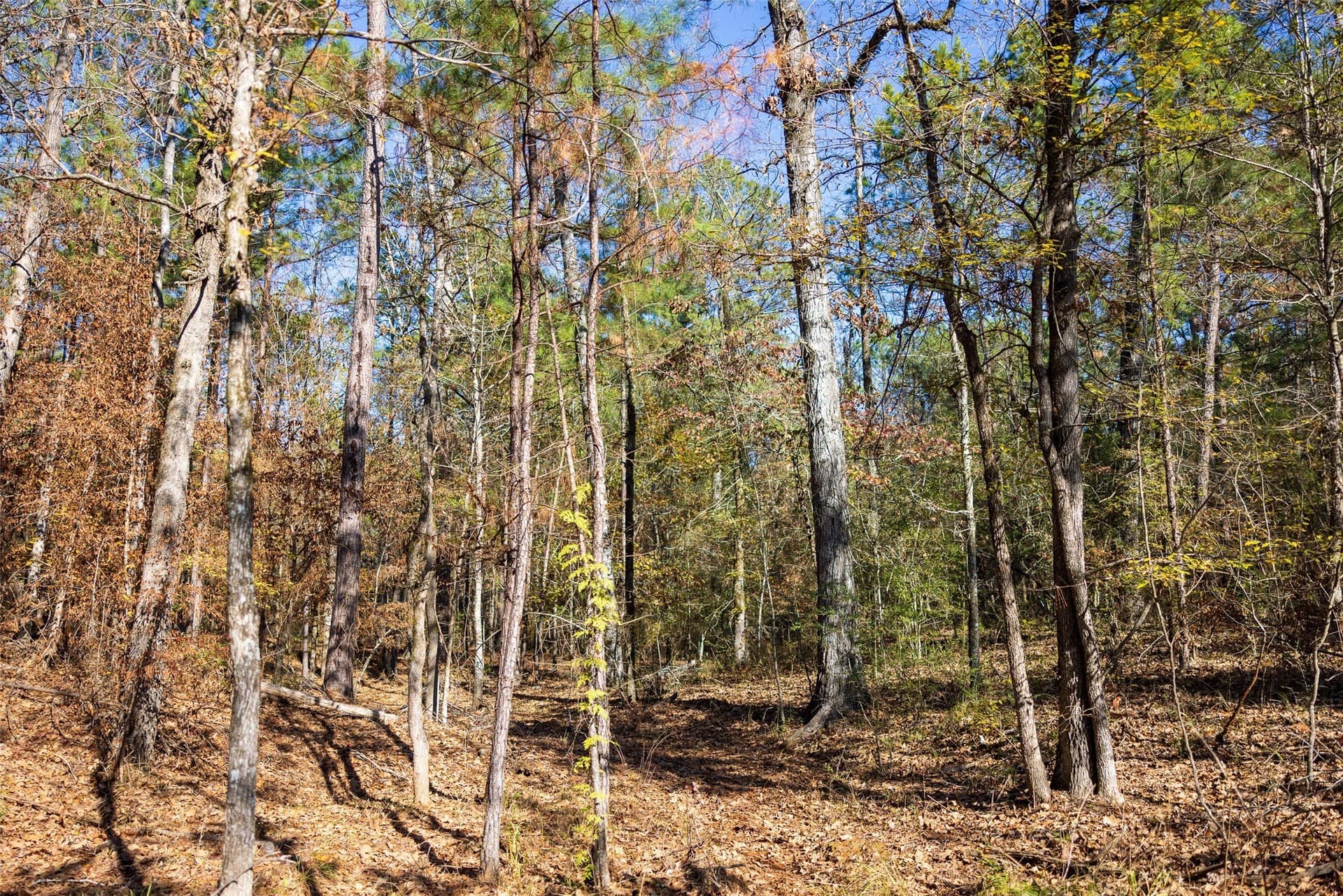 51.5 acres in Houston County - photo 15