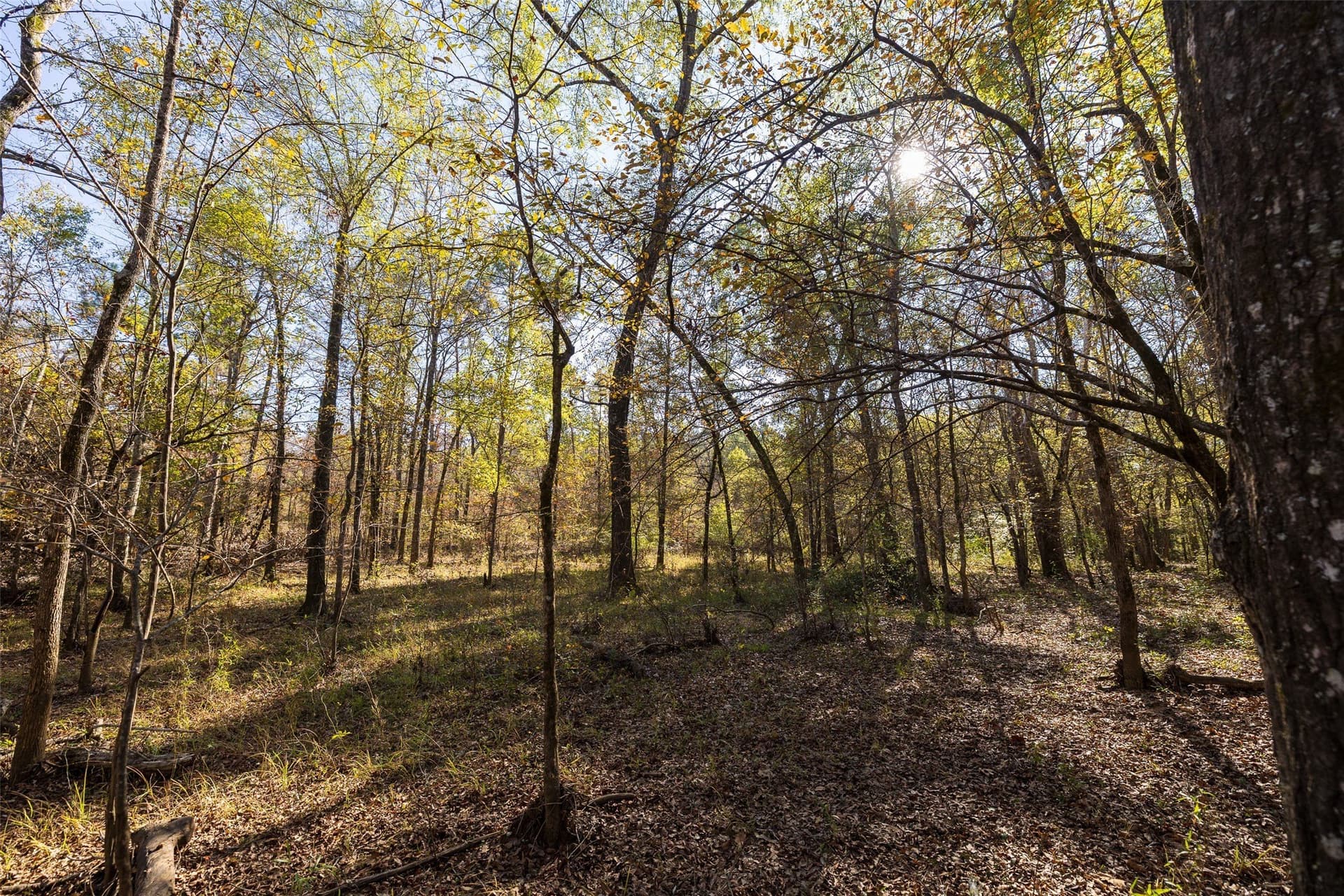 51.5 acres in Houston County - photo 5