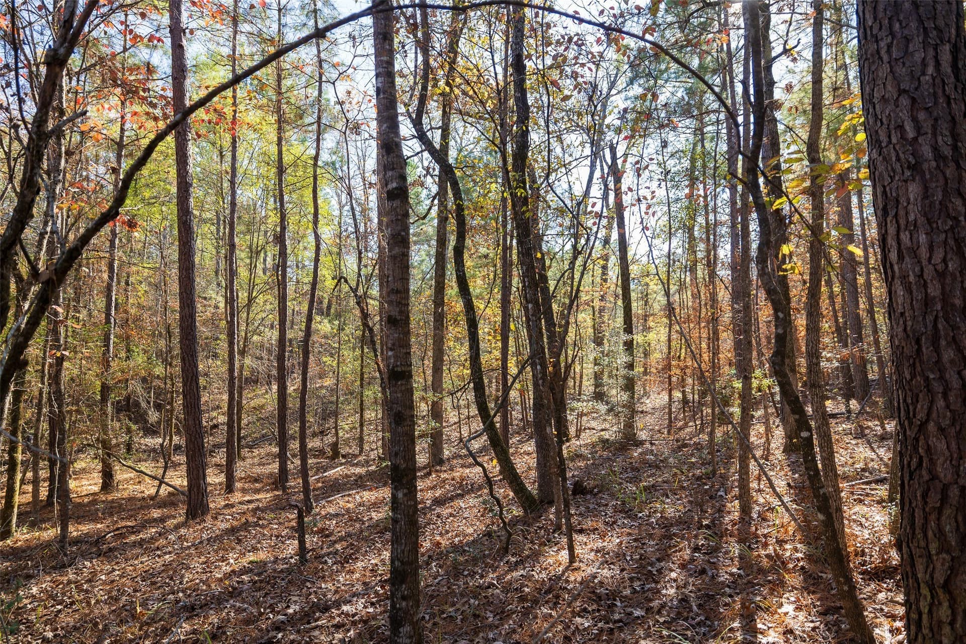 51.5 acres in Houston County - photo 12