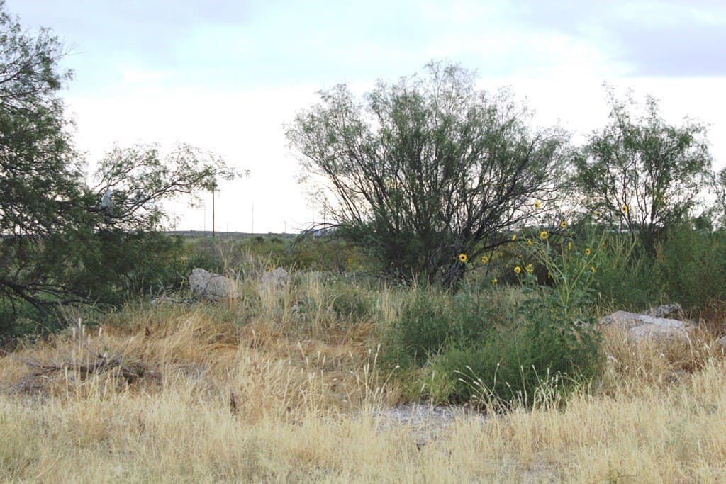 0 acres in Pecos County - photo 7