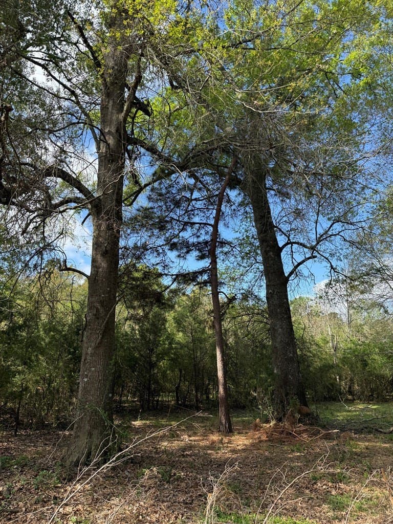 9.59 acres in Texas County featured view