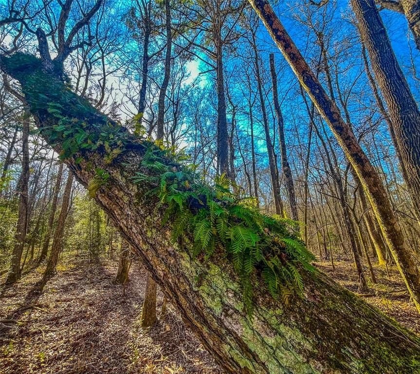 11.5 acres in Anderson County gallery image 3