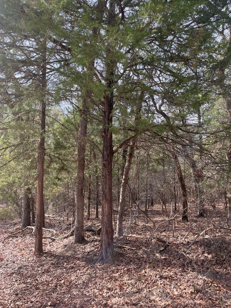 0.66 acres in Van Zandt County gallery image 4