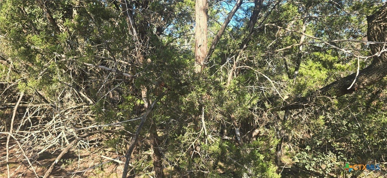 0.23 acres in Comal County gallery image 3