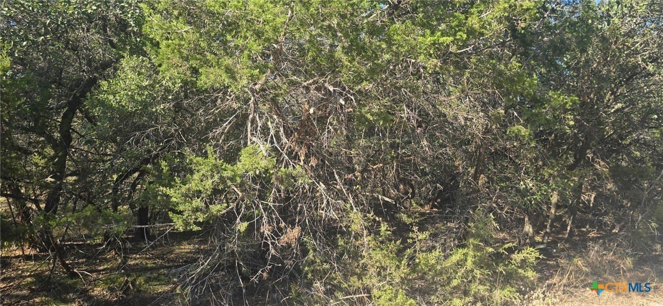 0.23 acres in Comal County gallery image 2