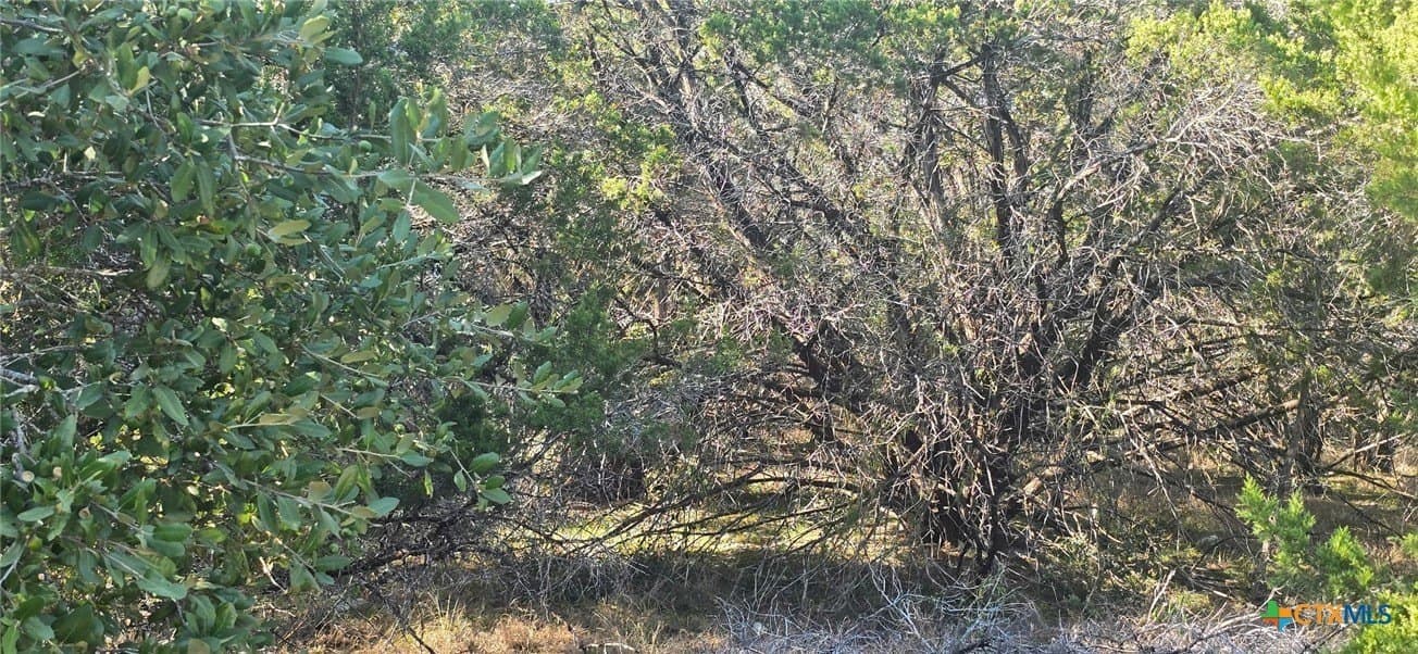 0.23 acres in Comal County gallery image 4