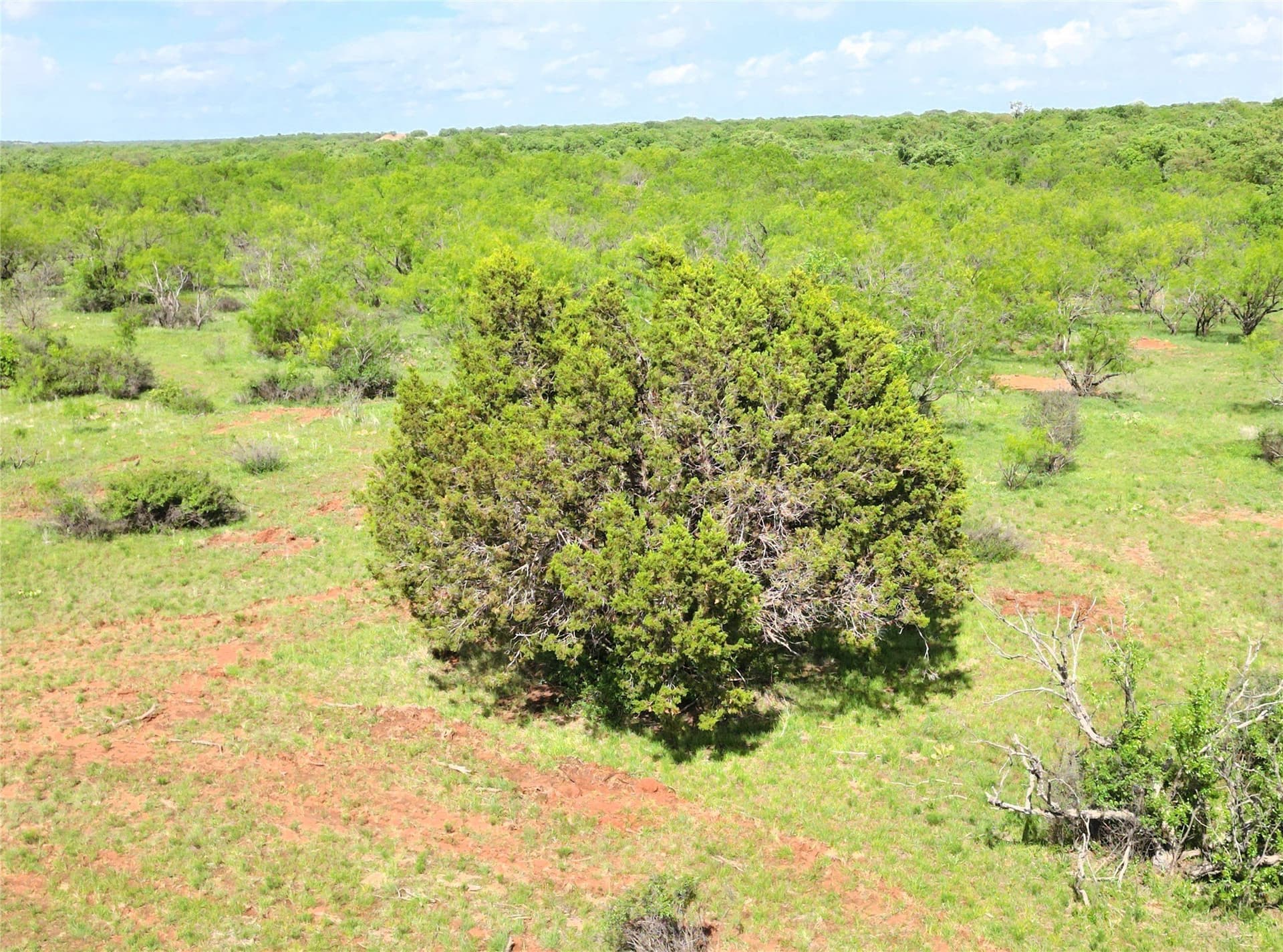 75.57 acres in Eastland County - photo 13