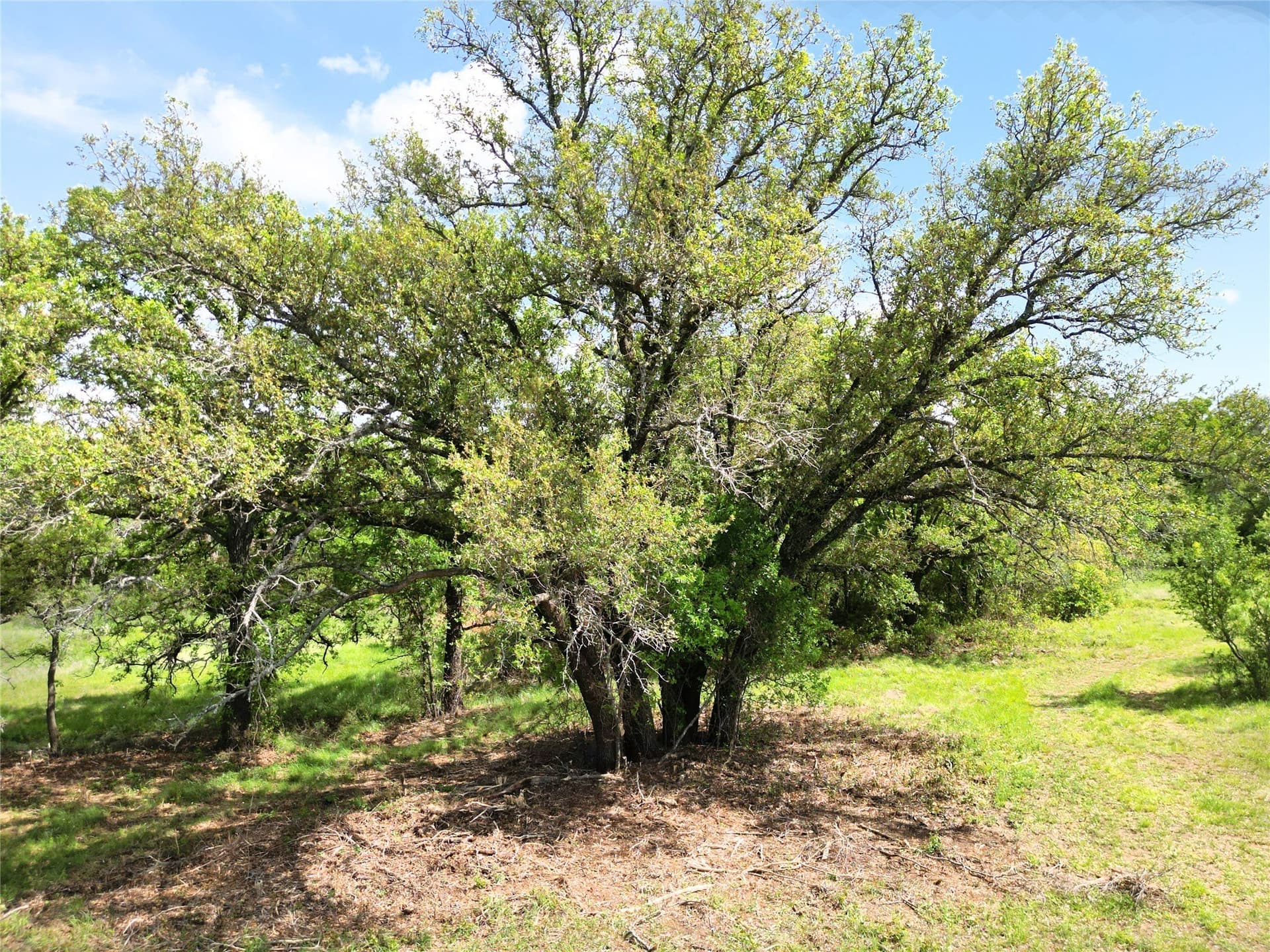 75.57 acres in Eastland County - photo 8