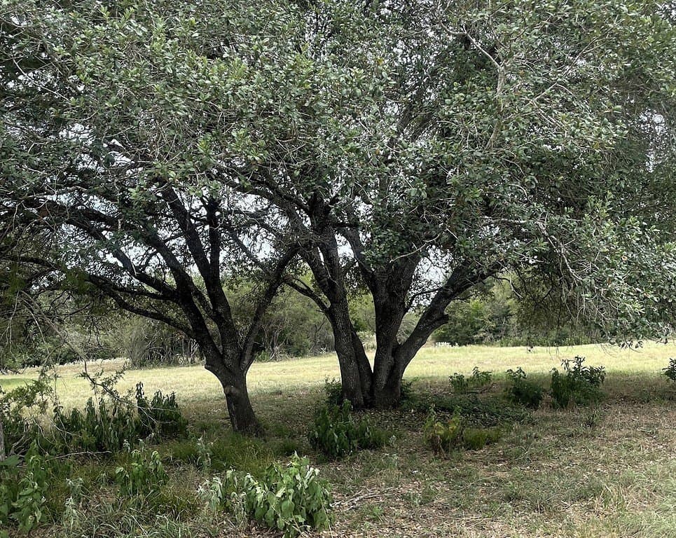 9.64 acres in Lavaca County - photo 20