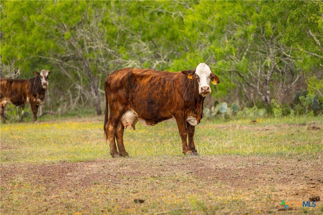 445.99 acres in Gonzales County - photo 21