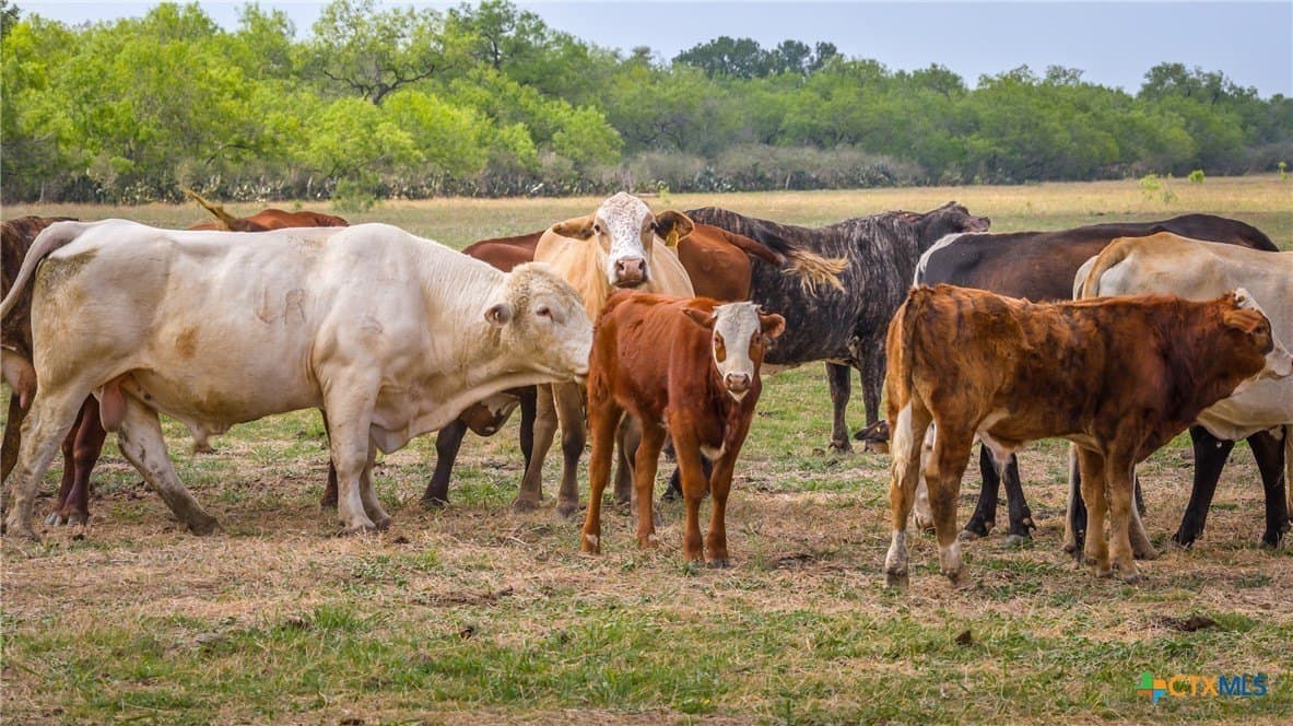 445.99 acres in Gonzales County - photo 12