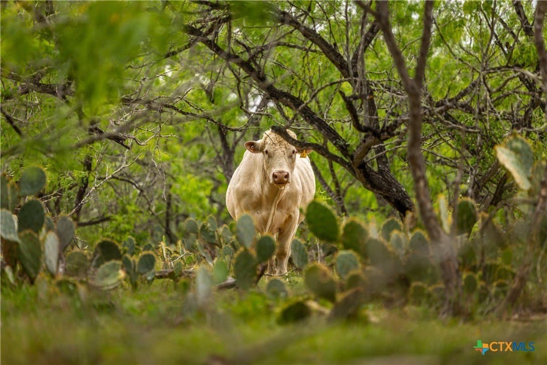 445.99 acres in Gonzales County - photo 22