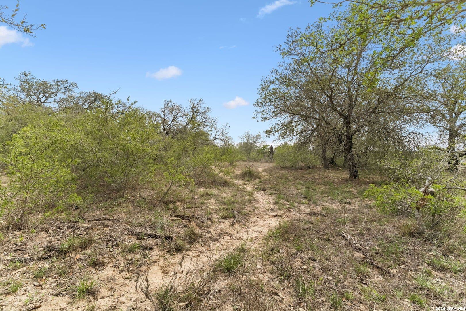 16.96 acres in Atascosa County gallery image 2