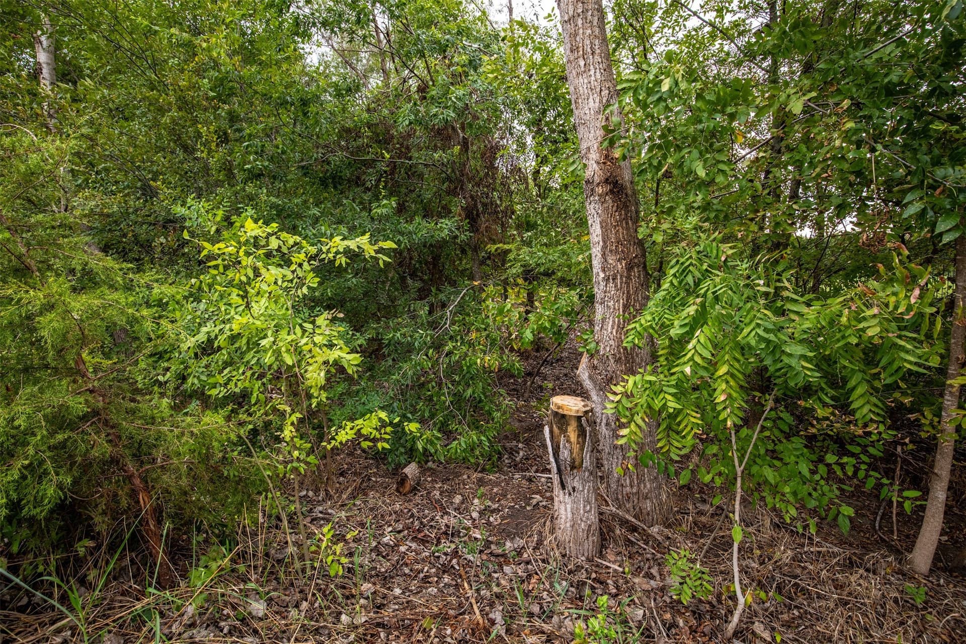 1.92 acres in Collin County - photo 19