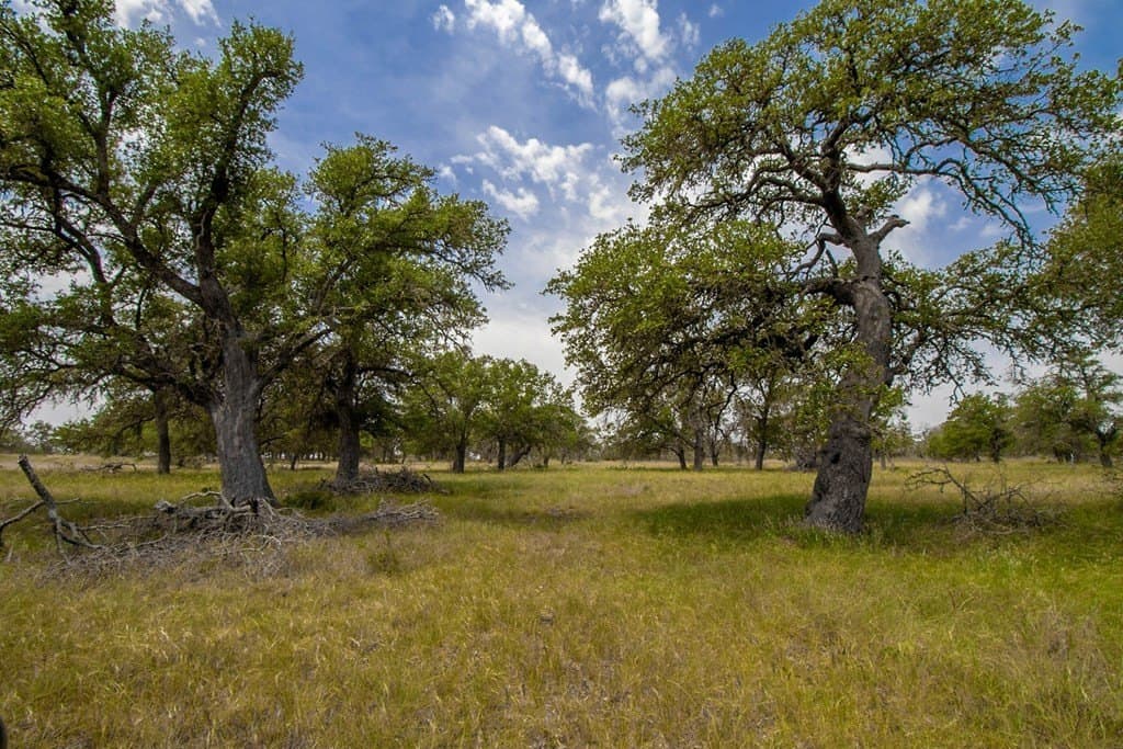 22.3 acres in Gillespie County gallery image 2