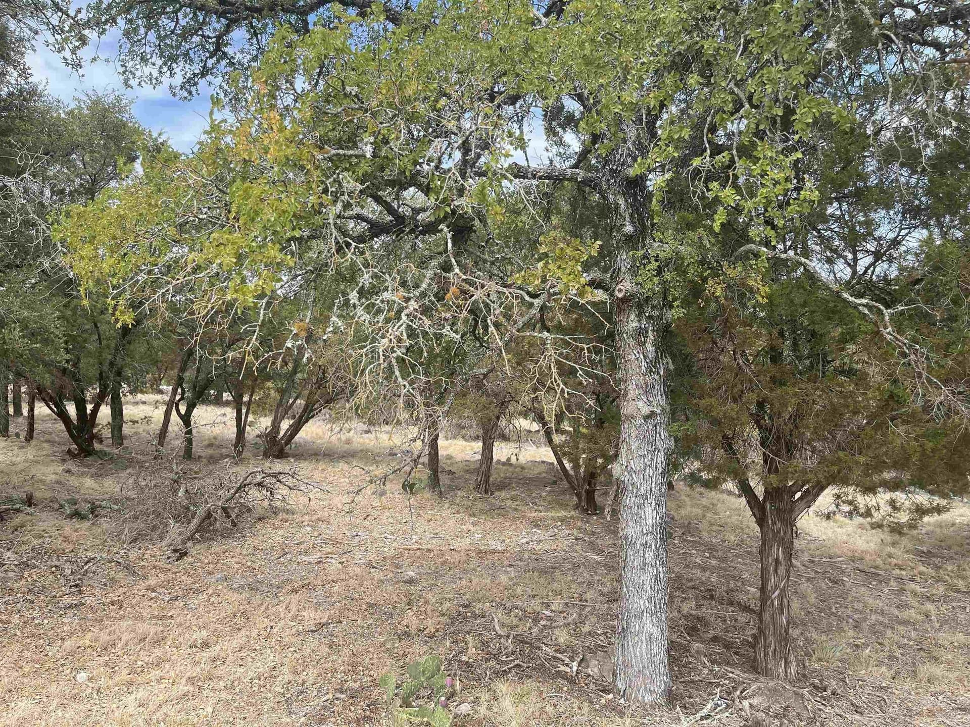 0.25 acres in Llano County - photo 7