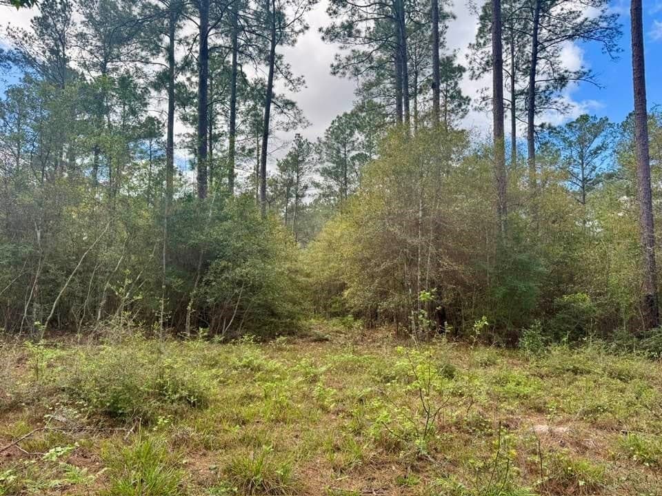 5.6 acres in Texas County gallery image 3