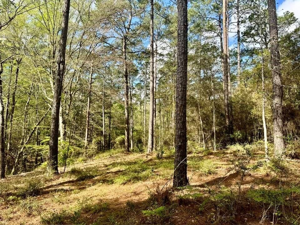 5.6 acres in Texas County gallery image 2