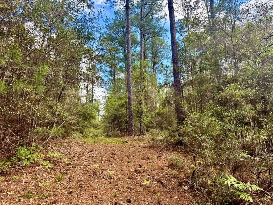 5.6 acres in Texas County gallery image 4