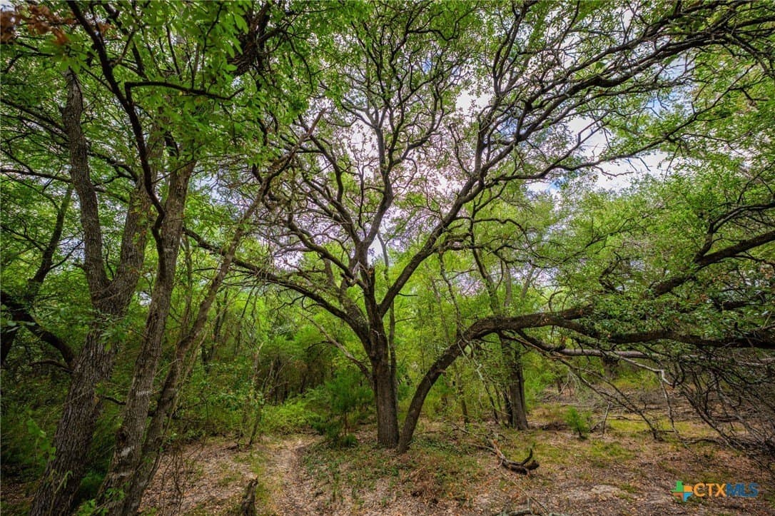 110 acres in Milam County - photo 29