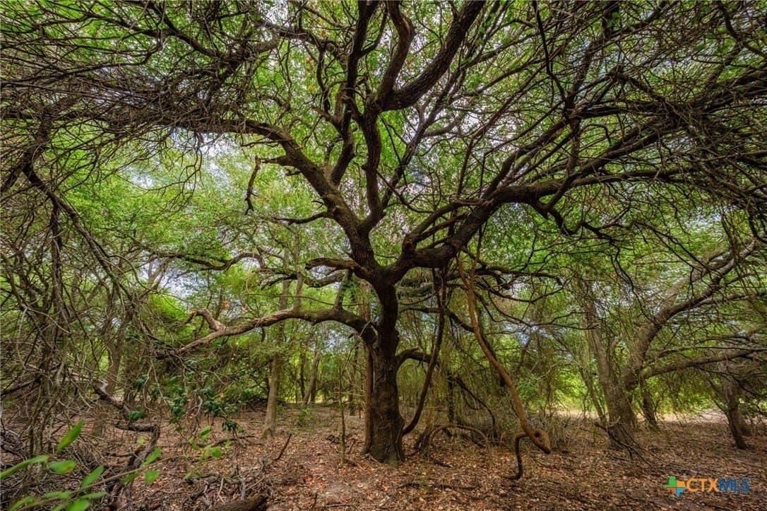 110 acres in Milam County - photo 2