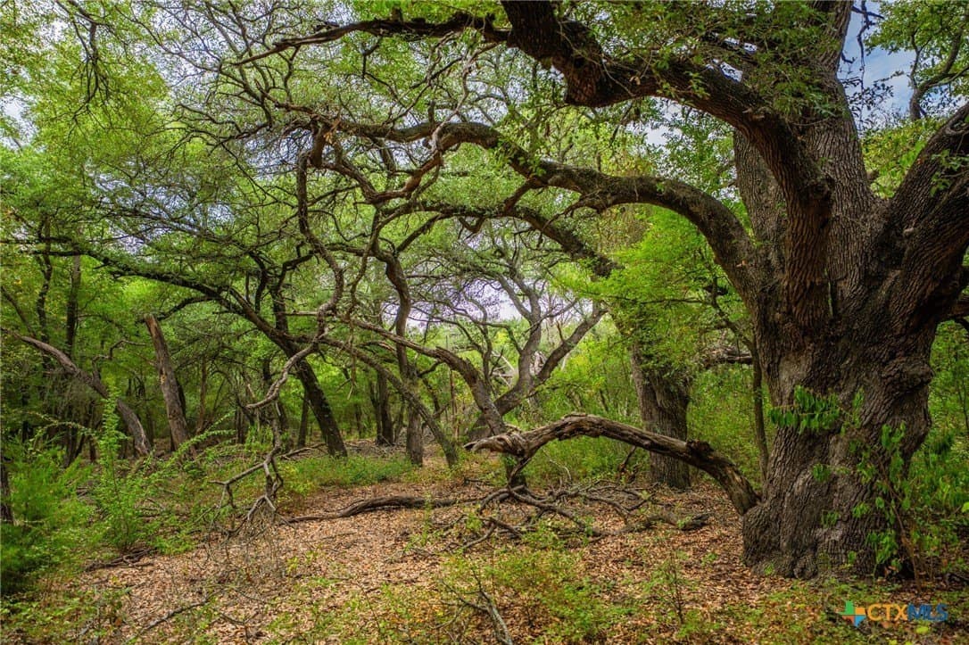 110 acres in Milam County - photo 12