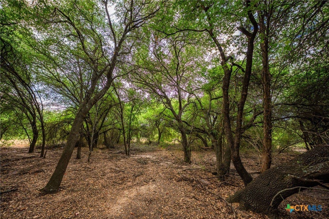 110 acres in Milam County - photo 11