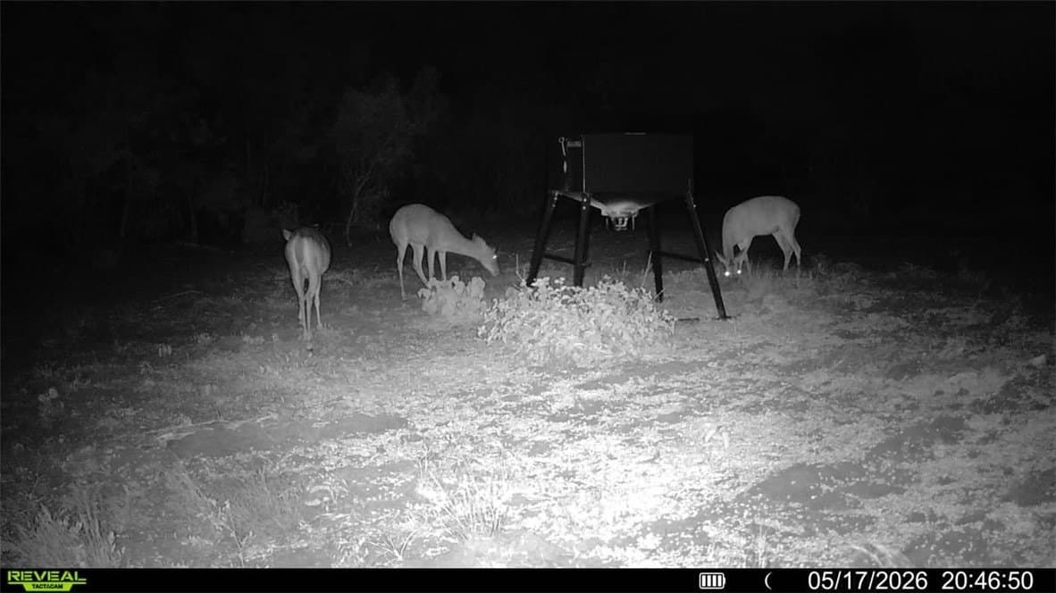 47.6 acres in Live Oak County gallery image 4