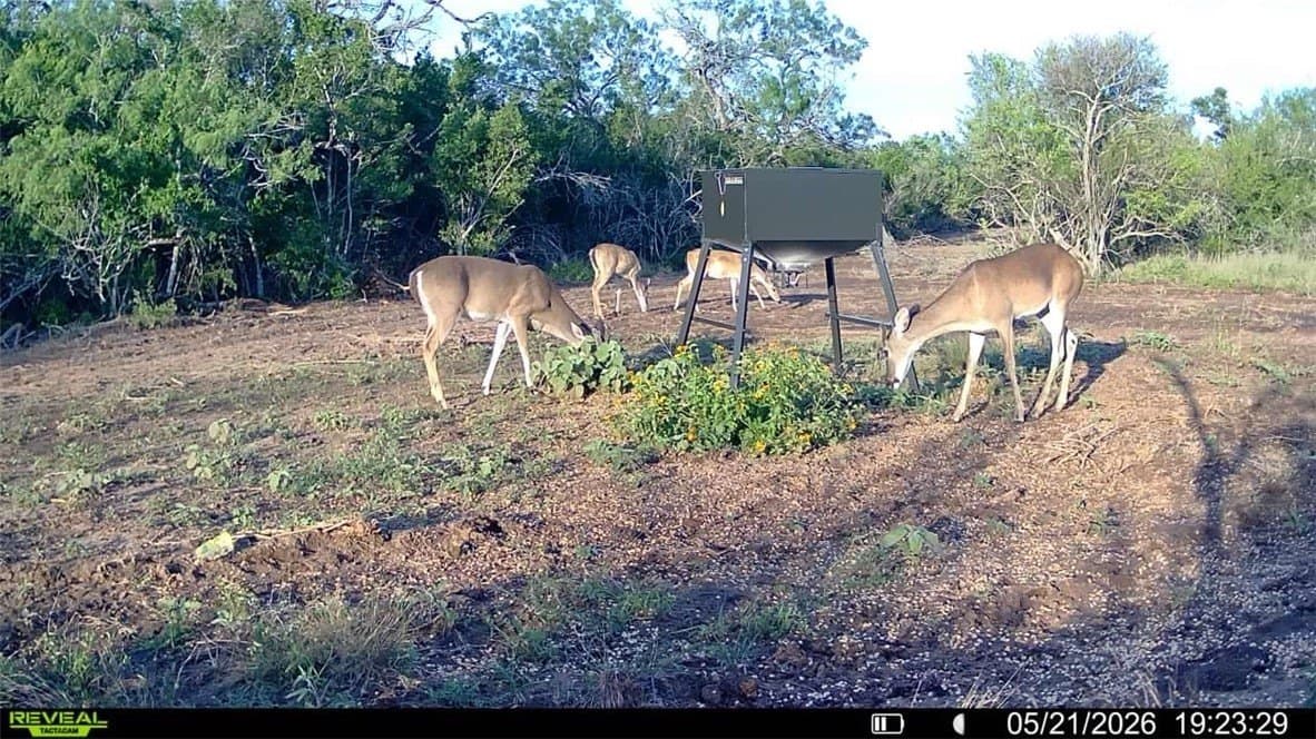 47.6 acres in Live Oak County gallery image 2