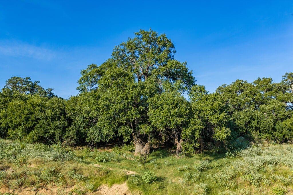 24 acres in Llano County - photo 9