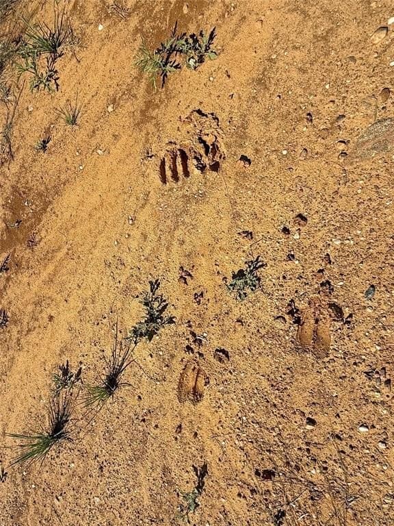 149.62 acres in Eastland County gallery image 2