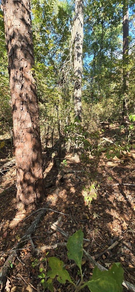 0.19 acres in Texas County - photo 6