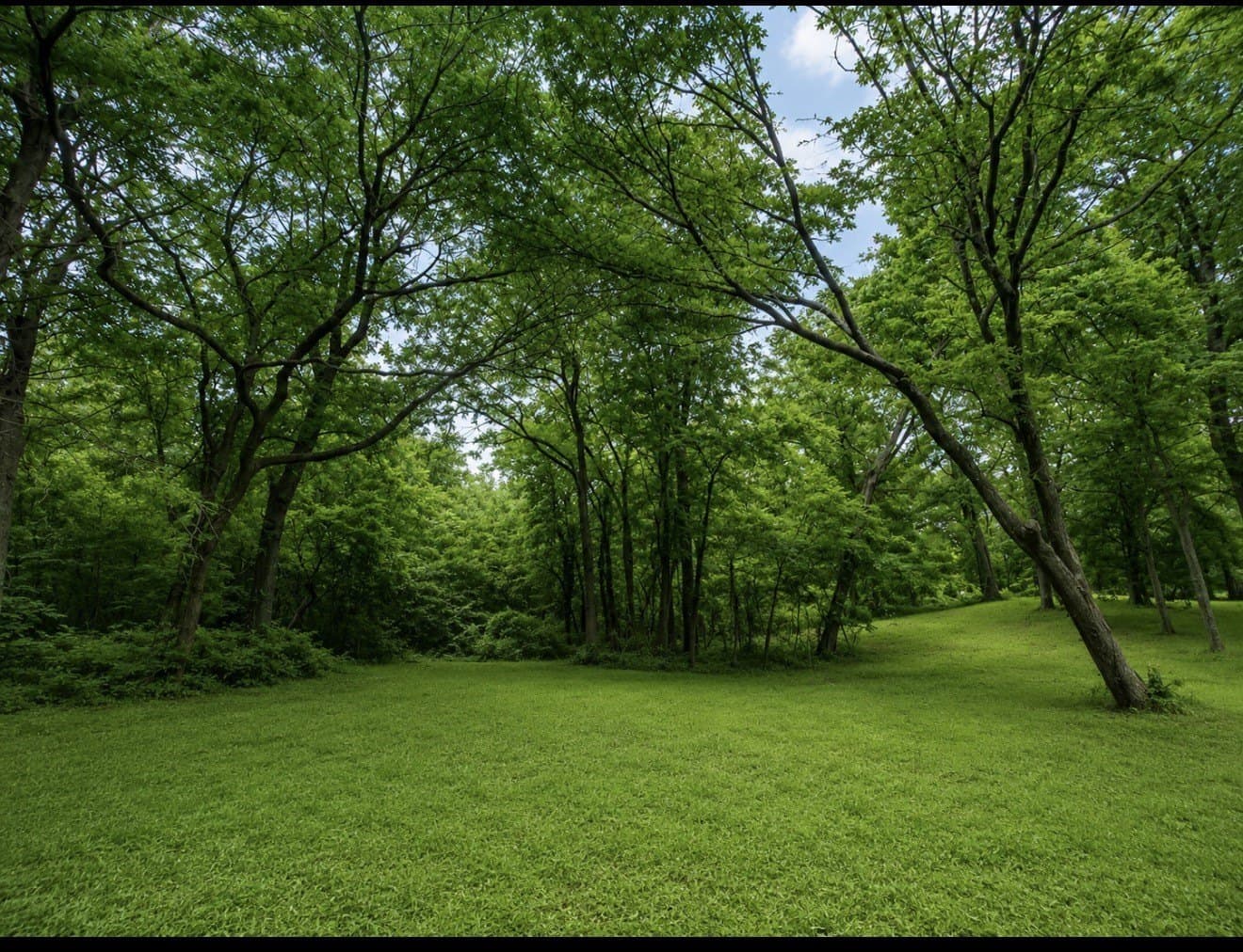 35 acres in Wood County - photo 8