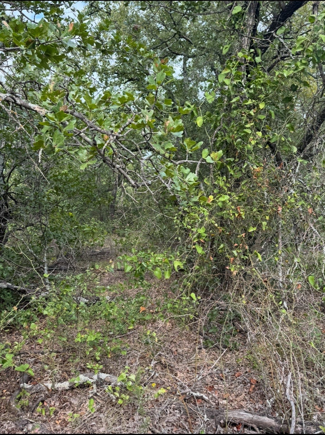 145 acres in Wise County - photo 15