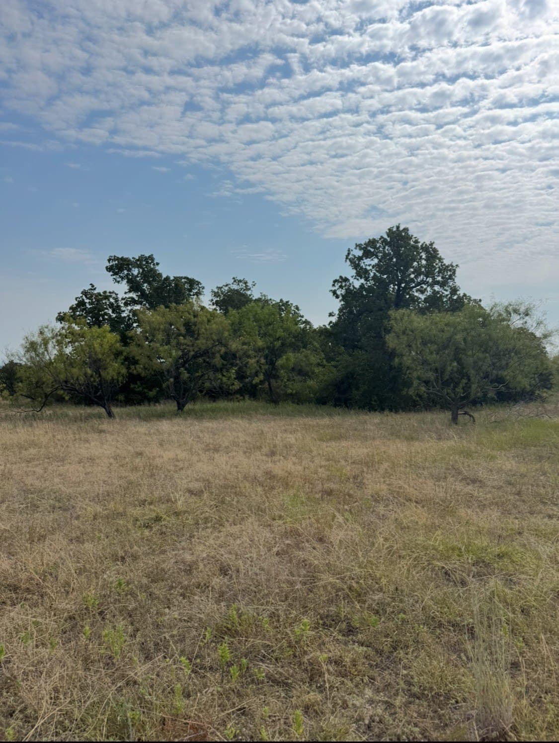 145 acres in Wise County - photo 17