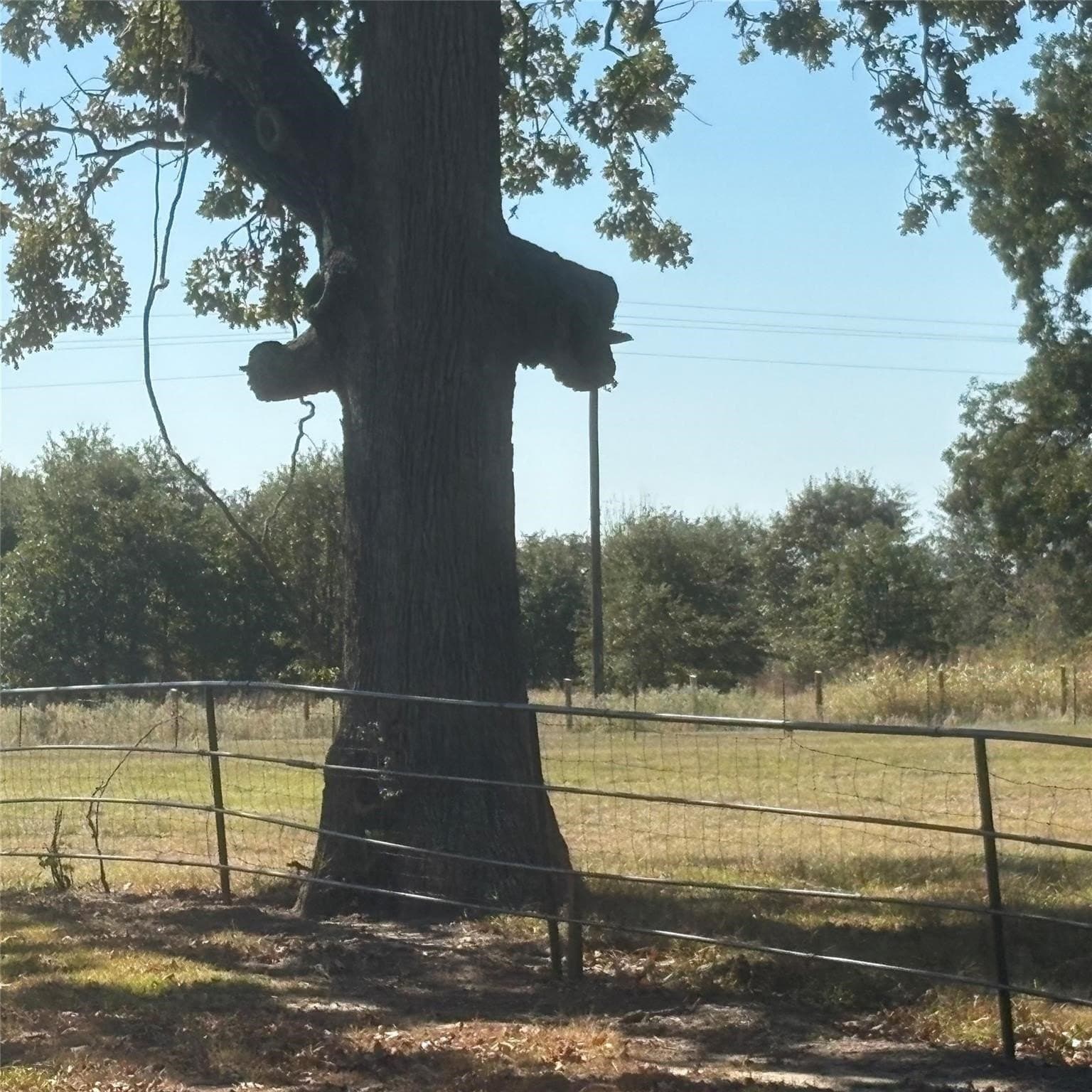 10.68 acres in Wood County - photo 23